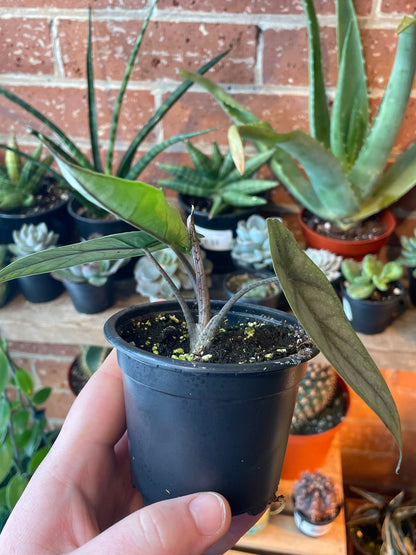 3.5" Alocasia Metallic Blue