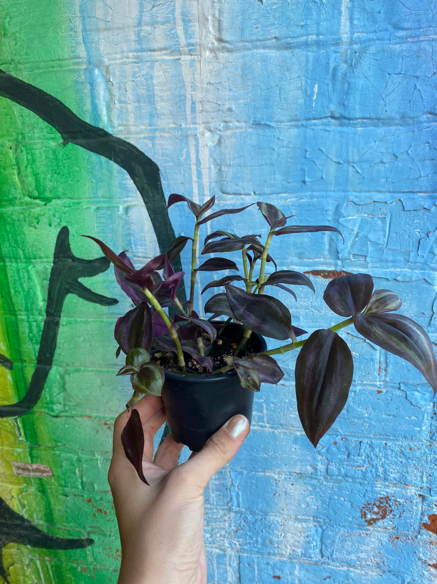 3.5" Tradescantia Zebrina Purpusii