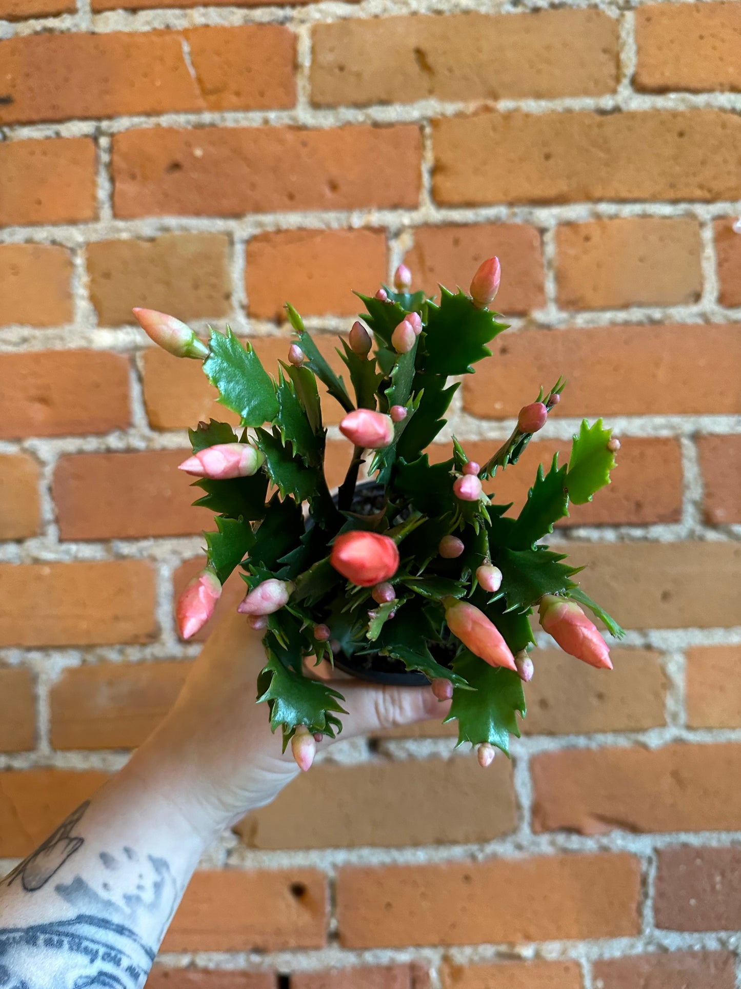 4" Christmas Cactus | Assorted