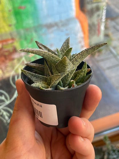 2.5" Aloe Rauhii