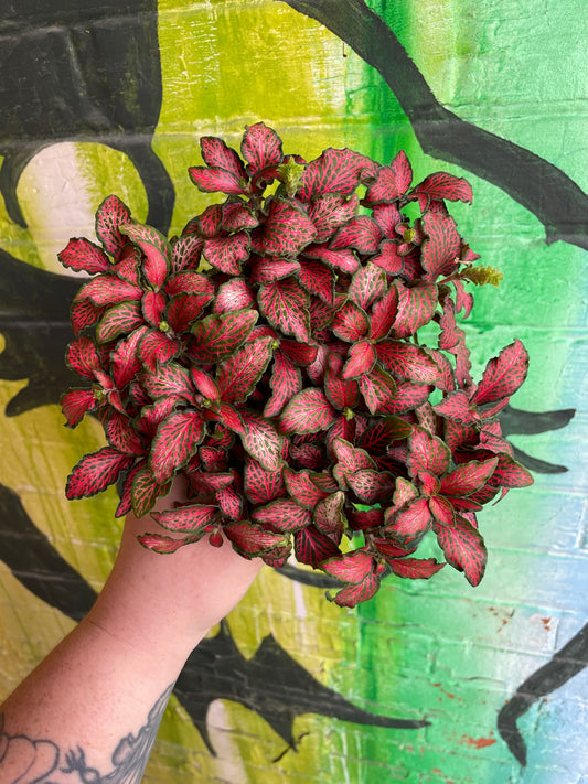 3.5" Fittonia Red Forest Flame