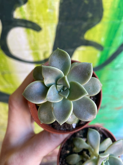2.5” Graptopetalum Paraguayense | Ghost Plant