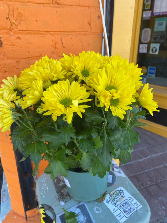6” Yellow Potted Mum