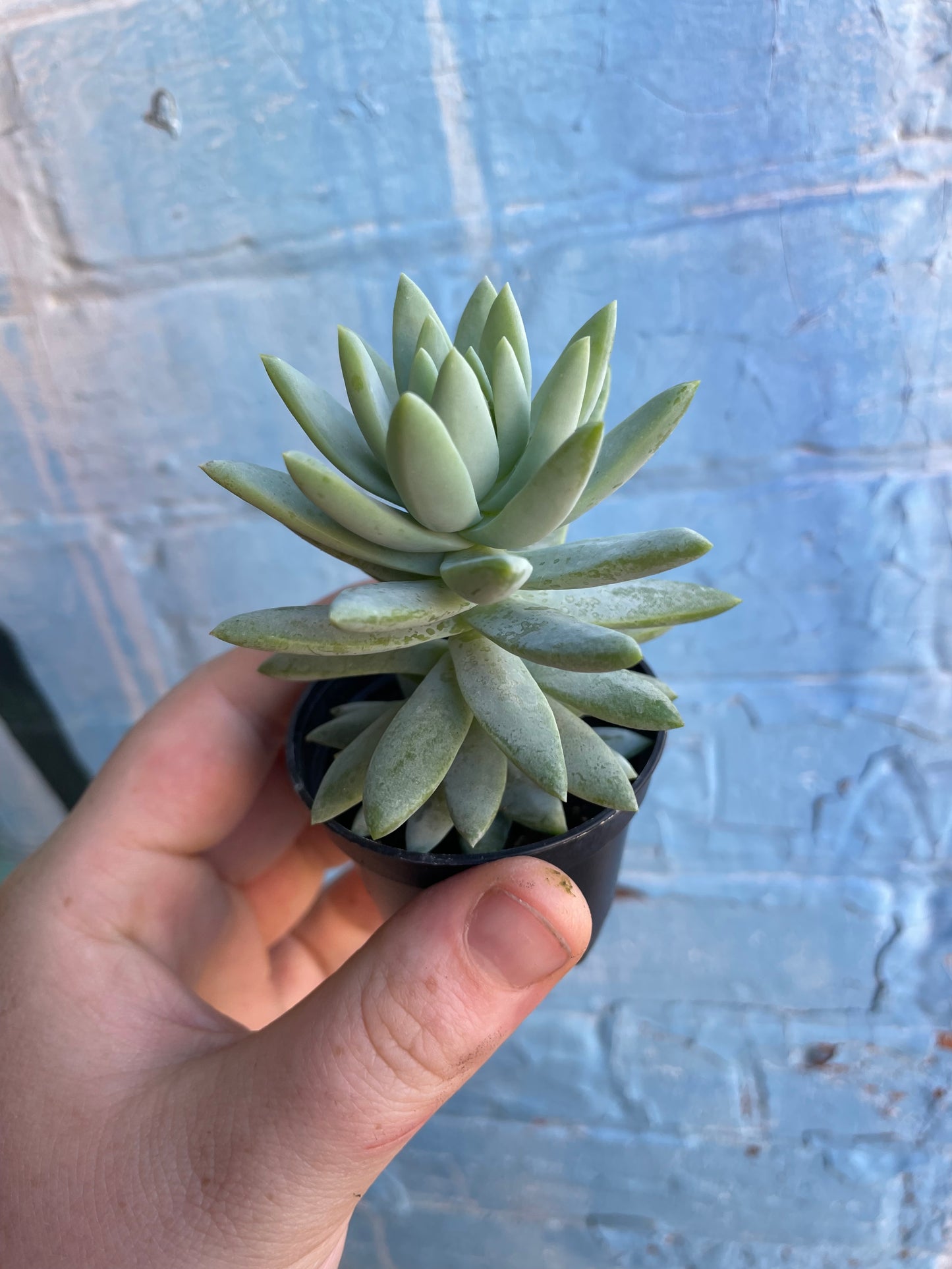 2.5" Sedeveria Blue Burrito