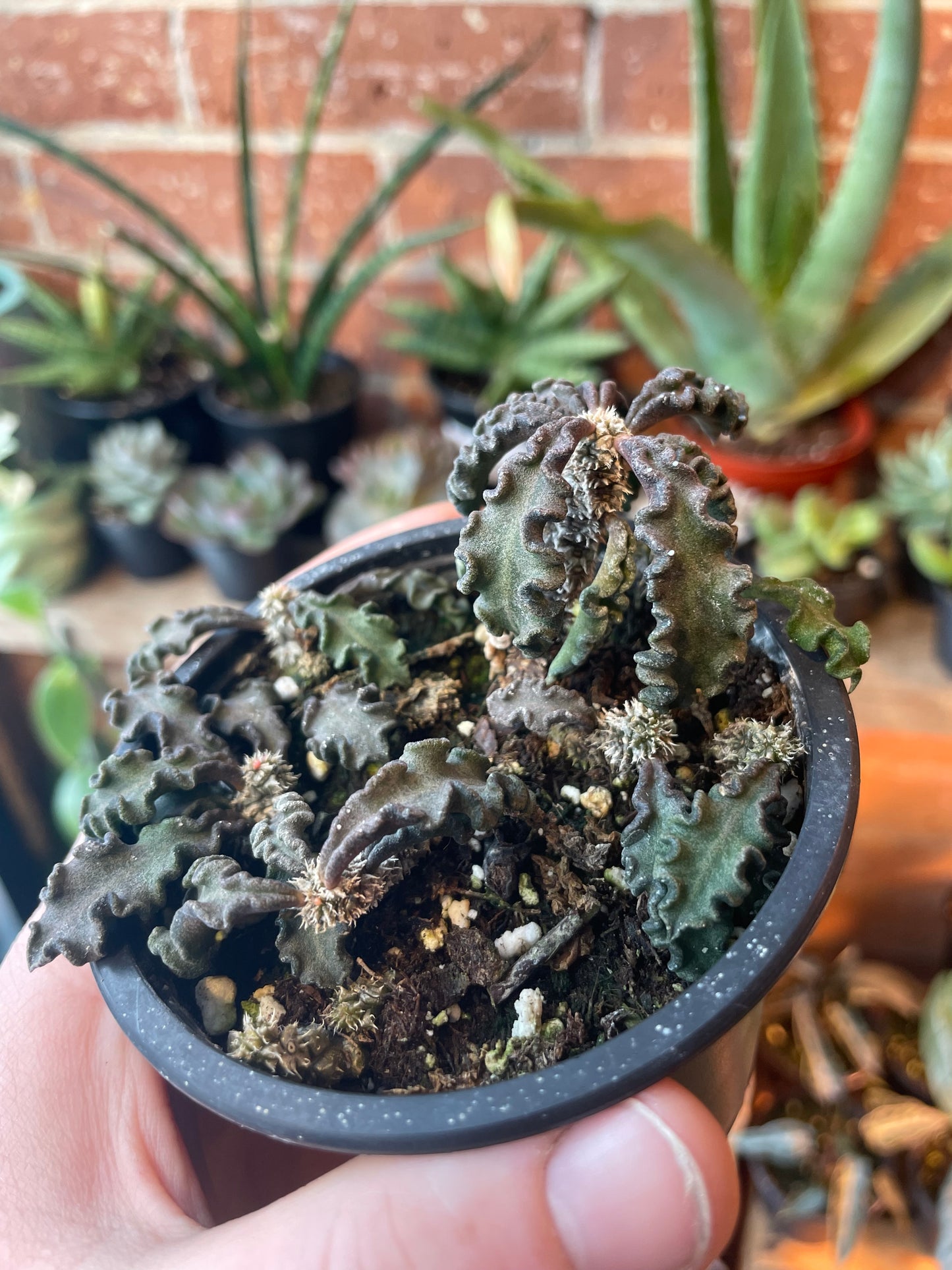 3.5” Euphorbia Decaryi