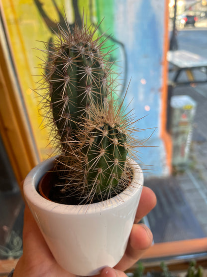 2.5” Echinocereus Cactus