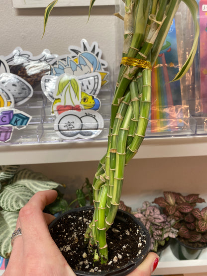 4” Variegated Dracaena Sanderiana | Lucky Bamboo
