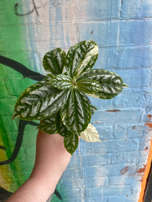 3.5" Variegated Pilea Aluminum