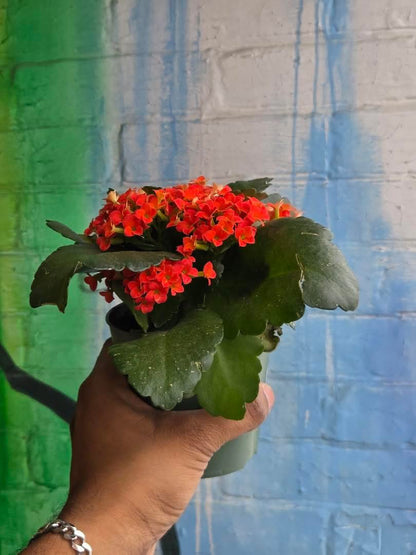 4” Orange Kalanchoe Blossfeldiana