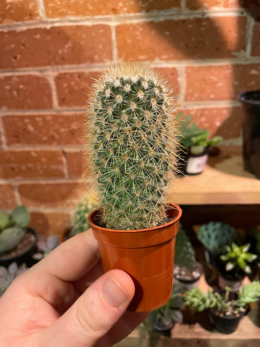 2.5” Mammillaria Albicans Cactus