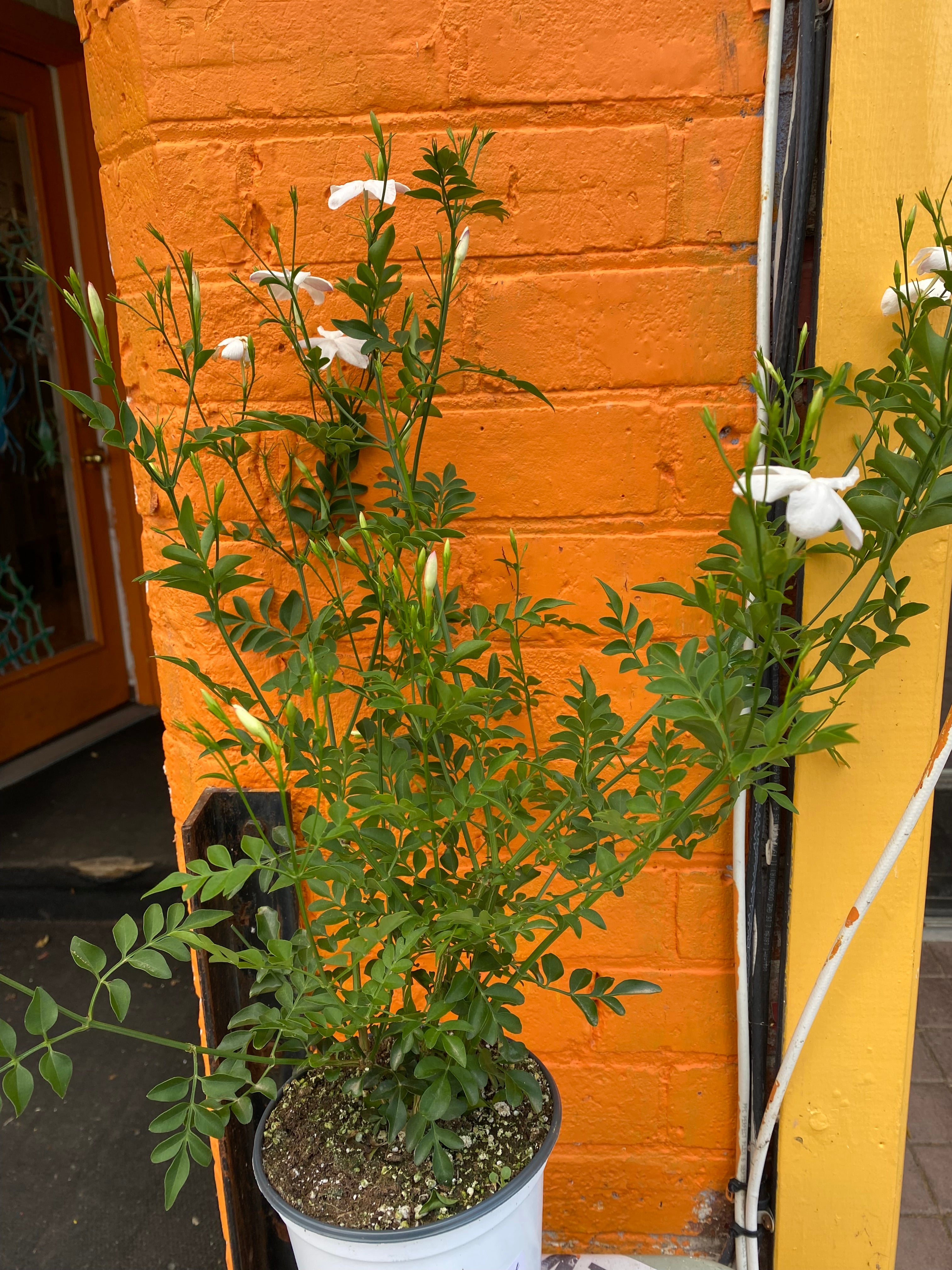 jasmineページ 6'' Upright Jasmine – Plant Goals