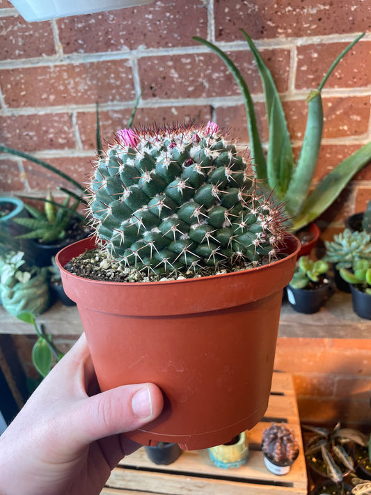 6" Mammillaria Melanocentra