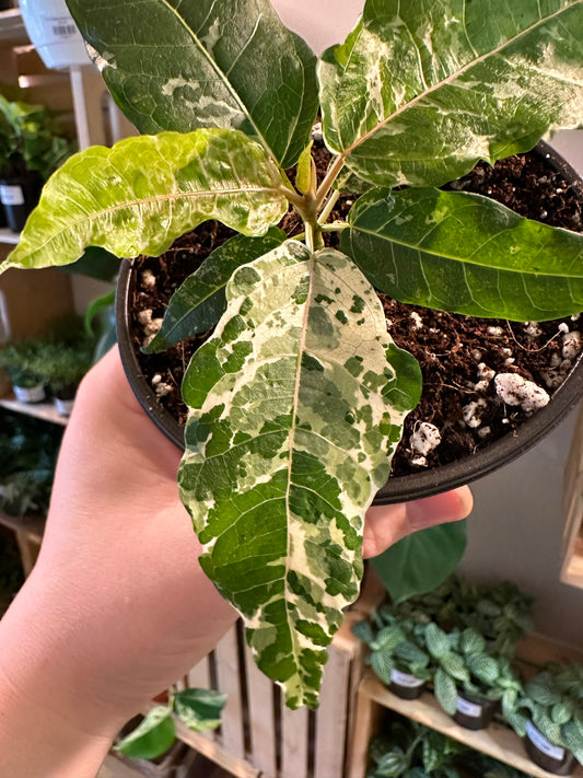 4" Ficus Aspera Variegated | Clown Fig