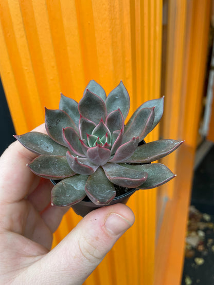 2.5" Echeveria Agavoides