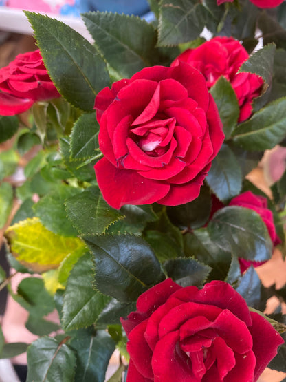 4” Red Mini Rose Bush