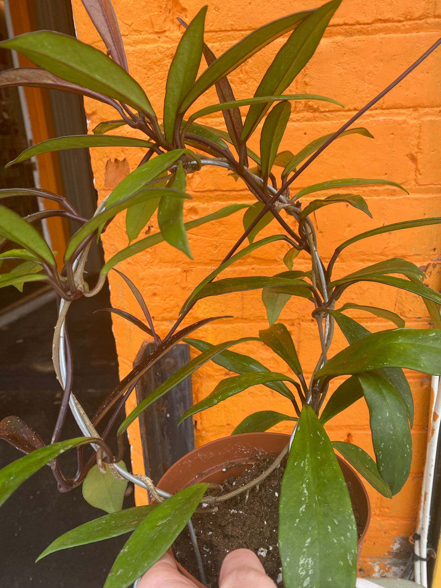 5" Hoya Pubicalyx Red Buttons w/hoop