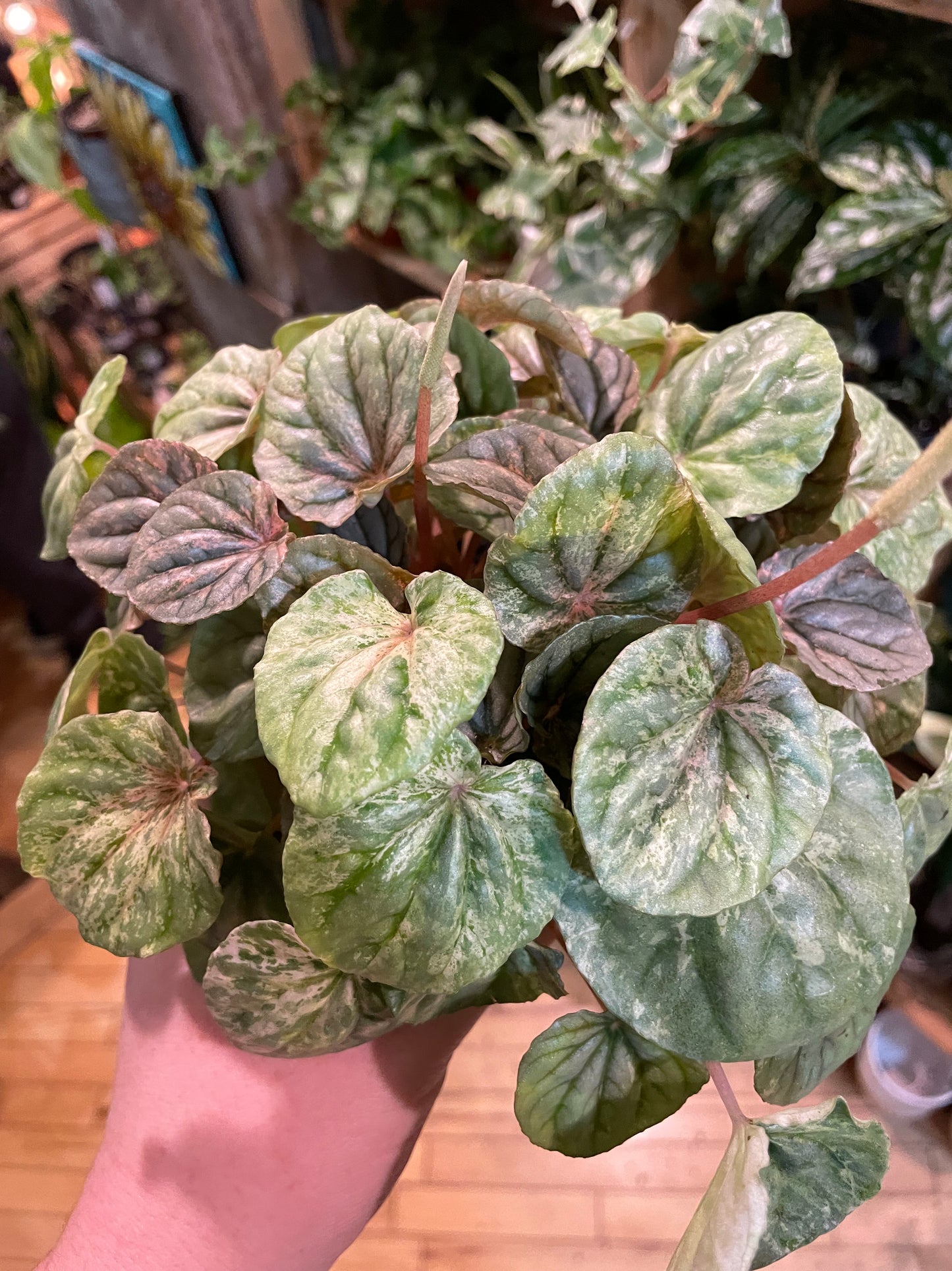 3.5" Peperomia Pink Lady