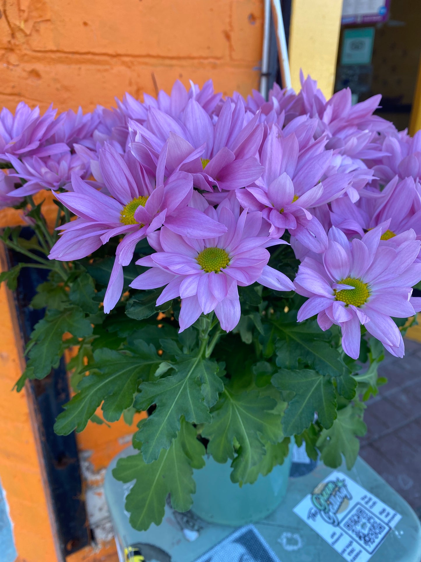 6” Pink Potted Mum