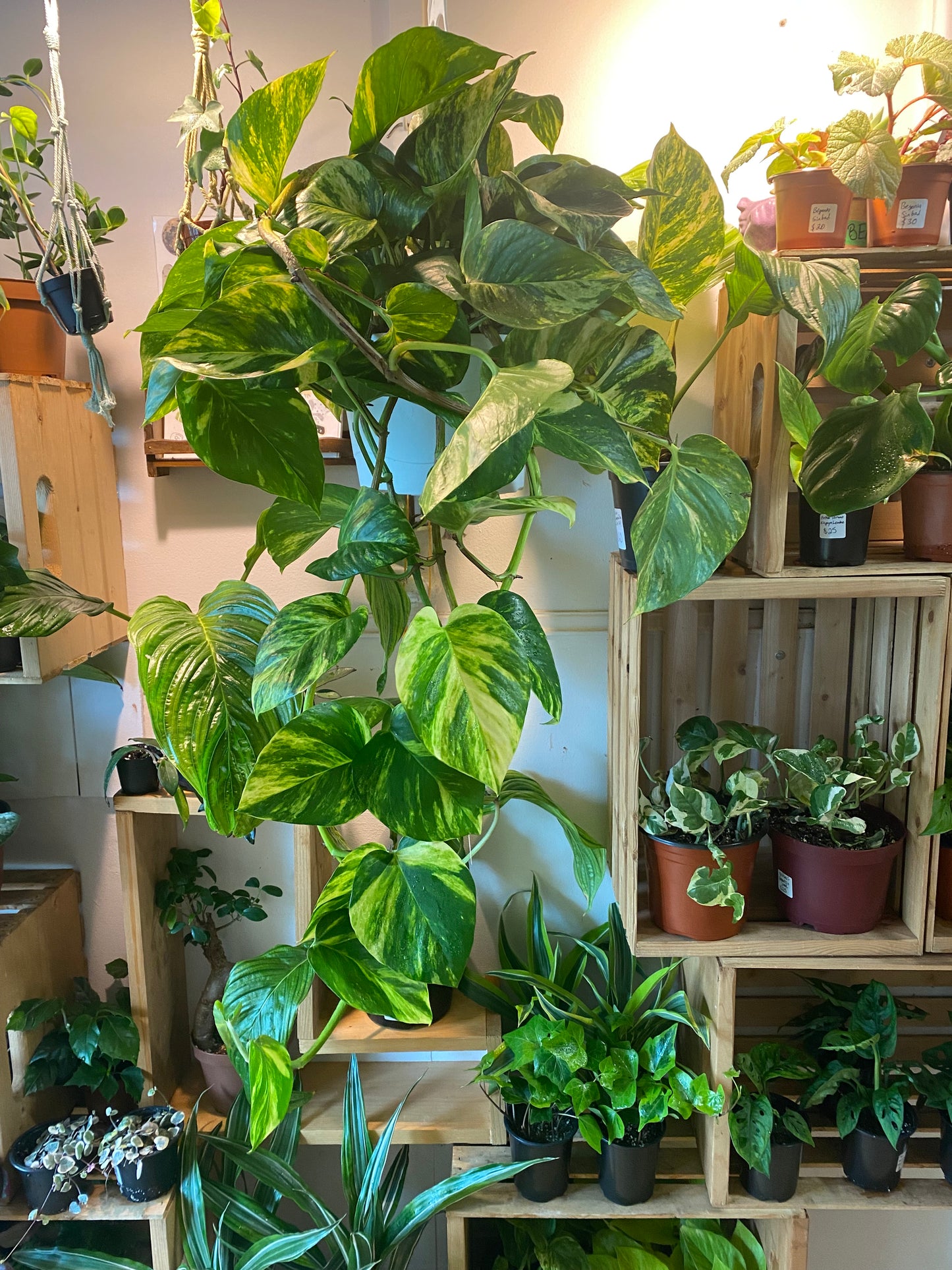 8" Hawaiian Pothos Hanging Basket