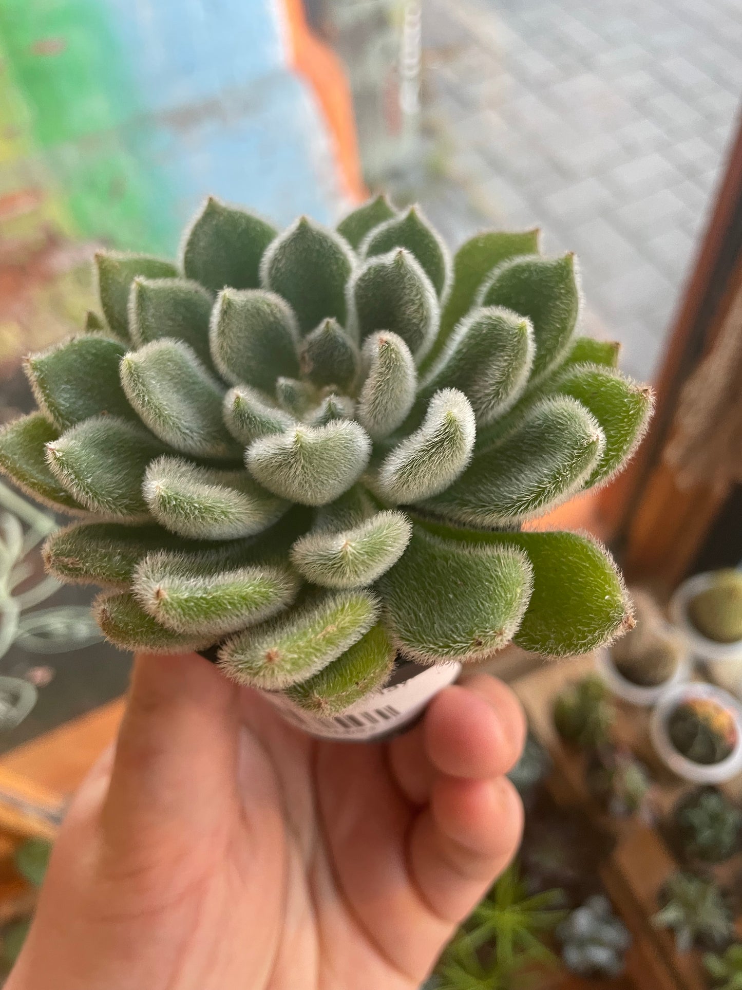 2.5" Echeveria Doris Taylor