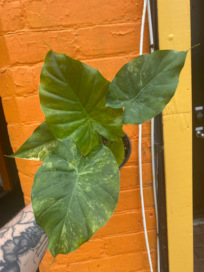 4” Alocasia Odora Yellow Variegated