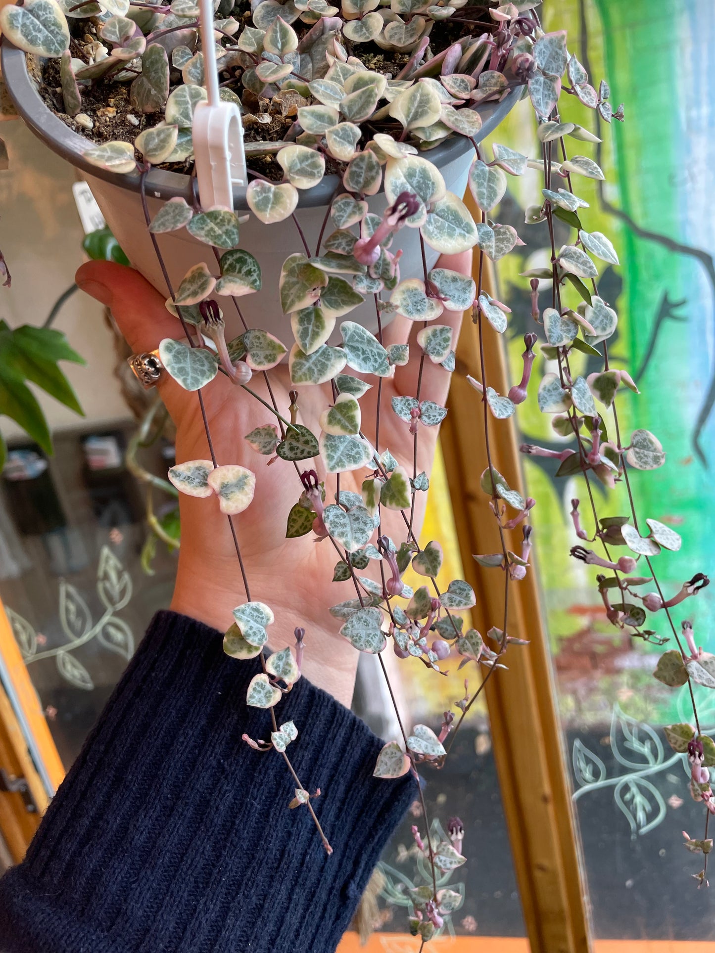 6" Variegated String Of Hearts Hanging Basket | Ceropegia Woodii Variegata