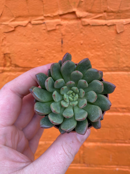 3.5" Graptoveria Bashful