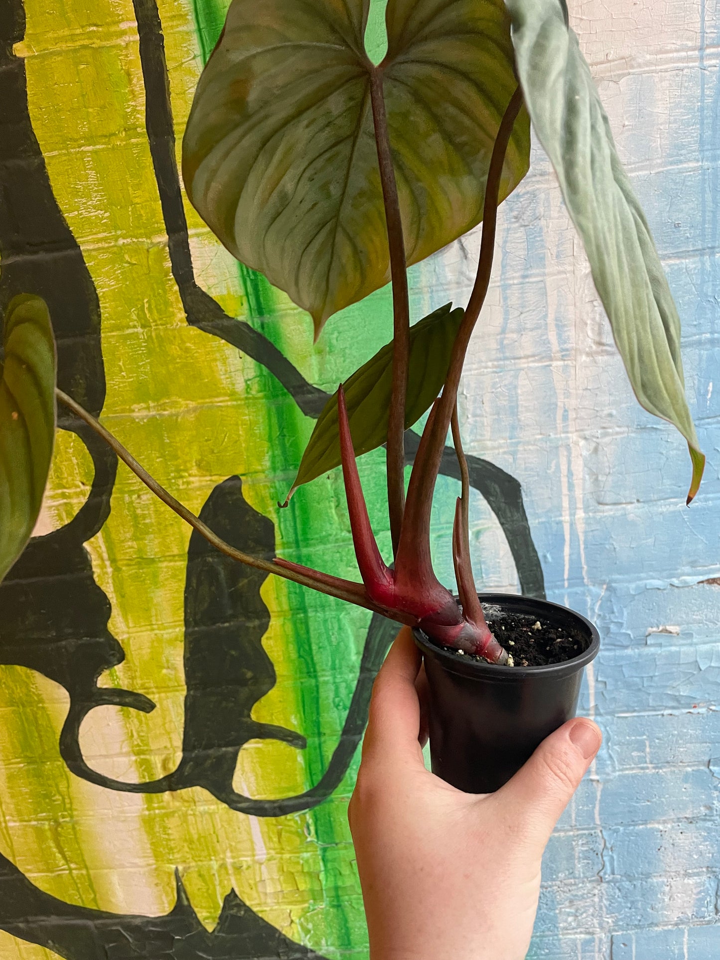 4" Philodendron Columbia