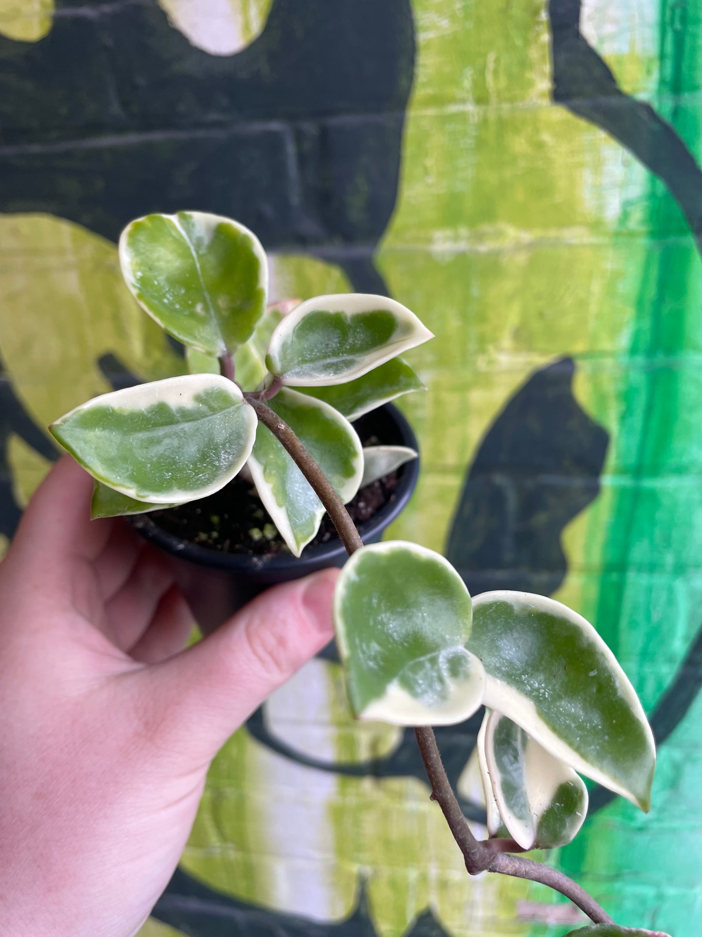 3.5" Hoya Carnosa Chelsea Variegated