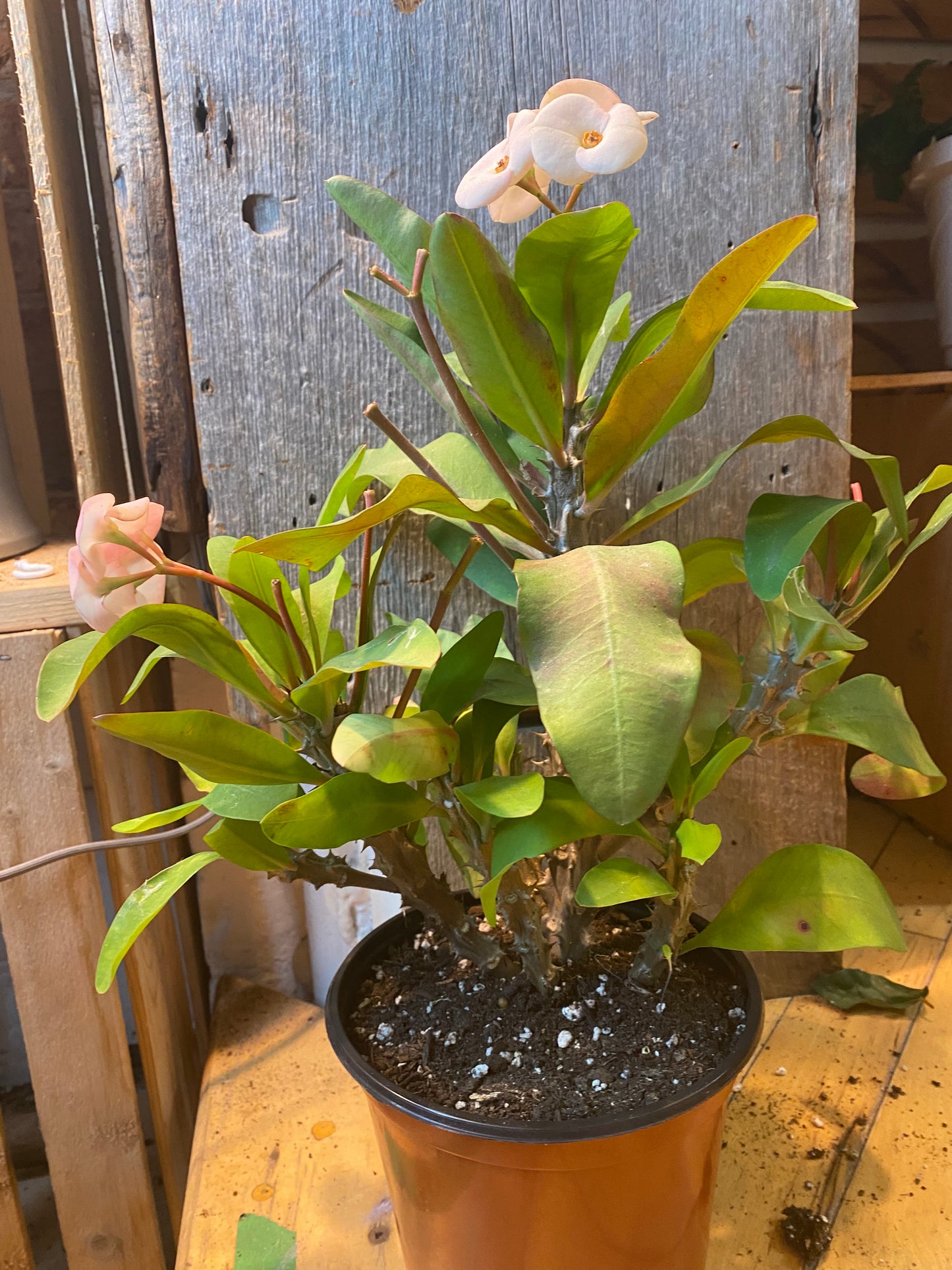 6" Euphorbia Milii | Crown of Thorns