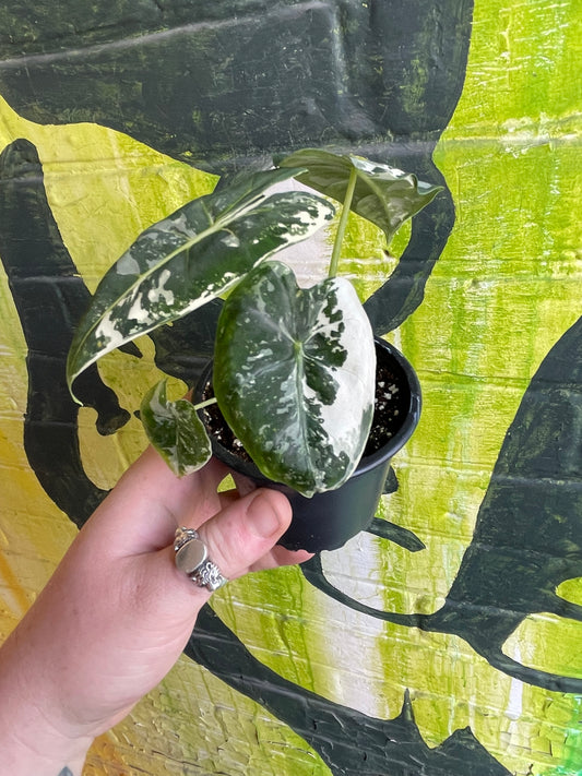 3.5" Alocasia Frydek Variegata