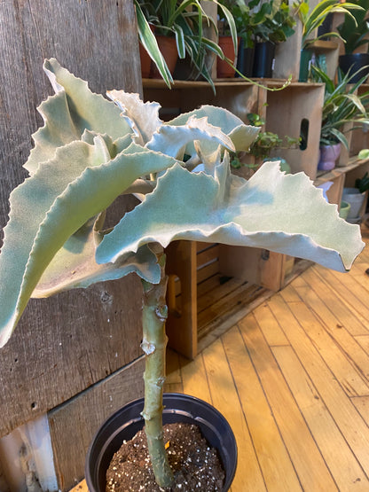 8" Kalanchoe Beharensis