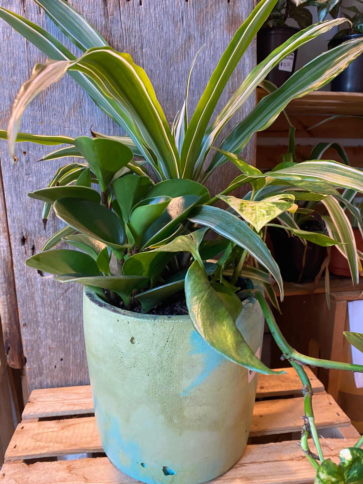 Grab n Go Planter 6” Yellow/Green