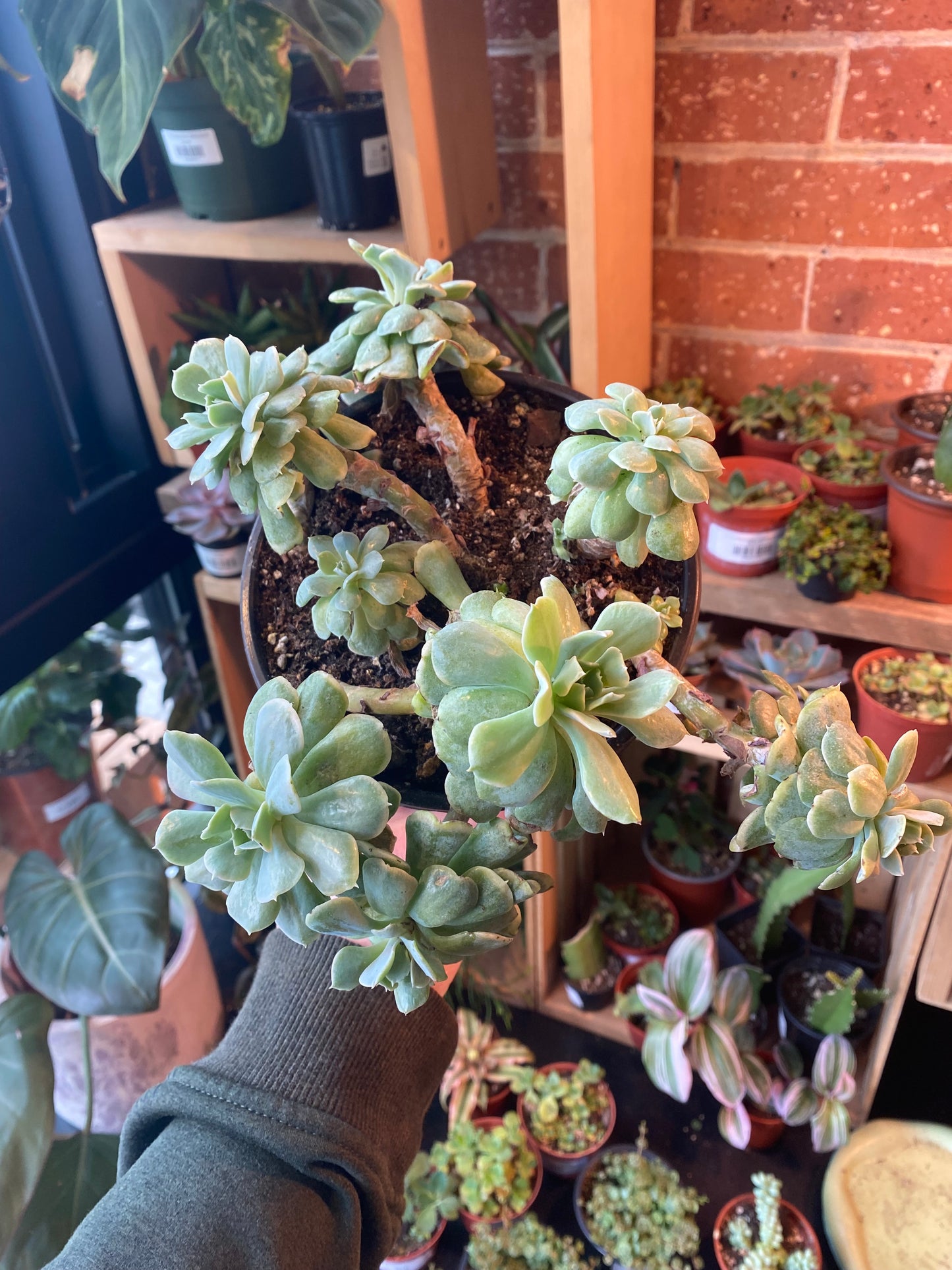 6" Echeveria Runyonii Variegated