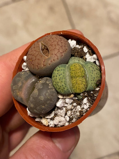 1.5" Lithops | Living Stone