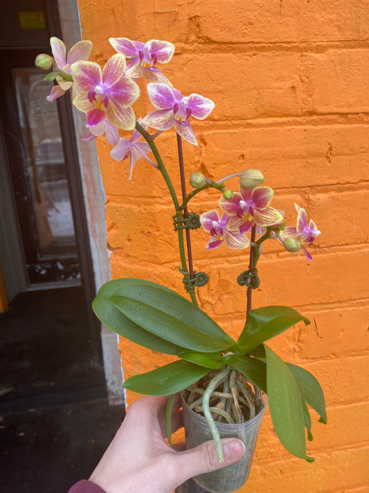 3” Mini Phalaenopsis Orchid Sogo Gotris