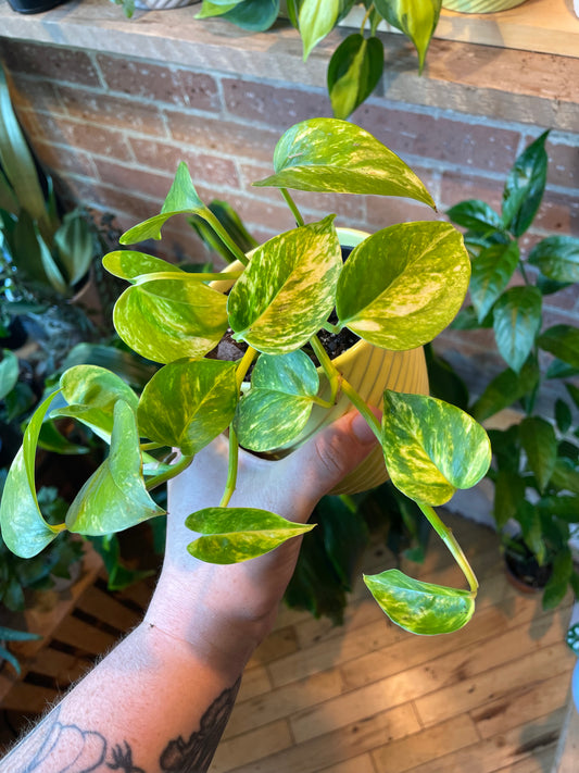 4" Hawaiian Pothos