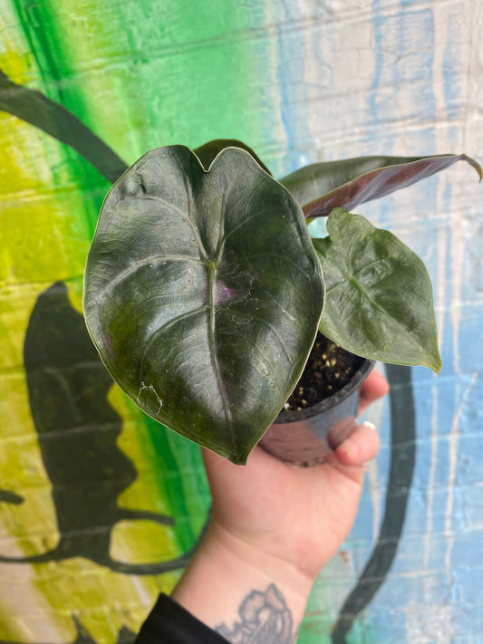 3.5" Alocasia Golden Bone