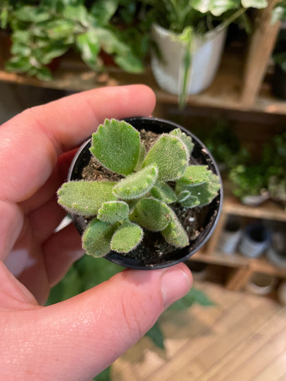 2.5" Cotyledon Tomentosa | Bear Paw Succulent