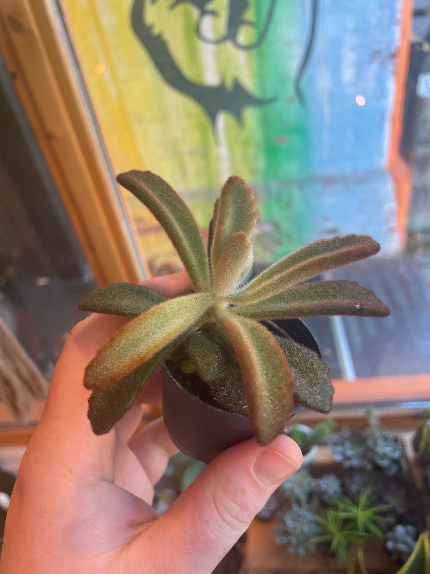 2.5" Kalanchoe Tomentosa Teddy Bear