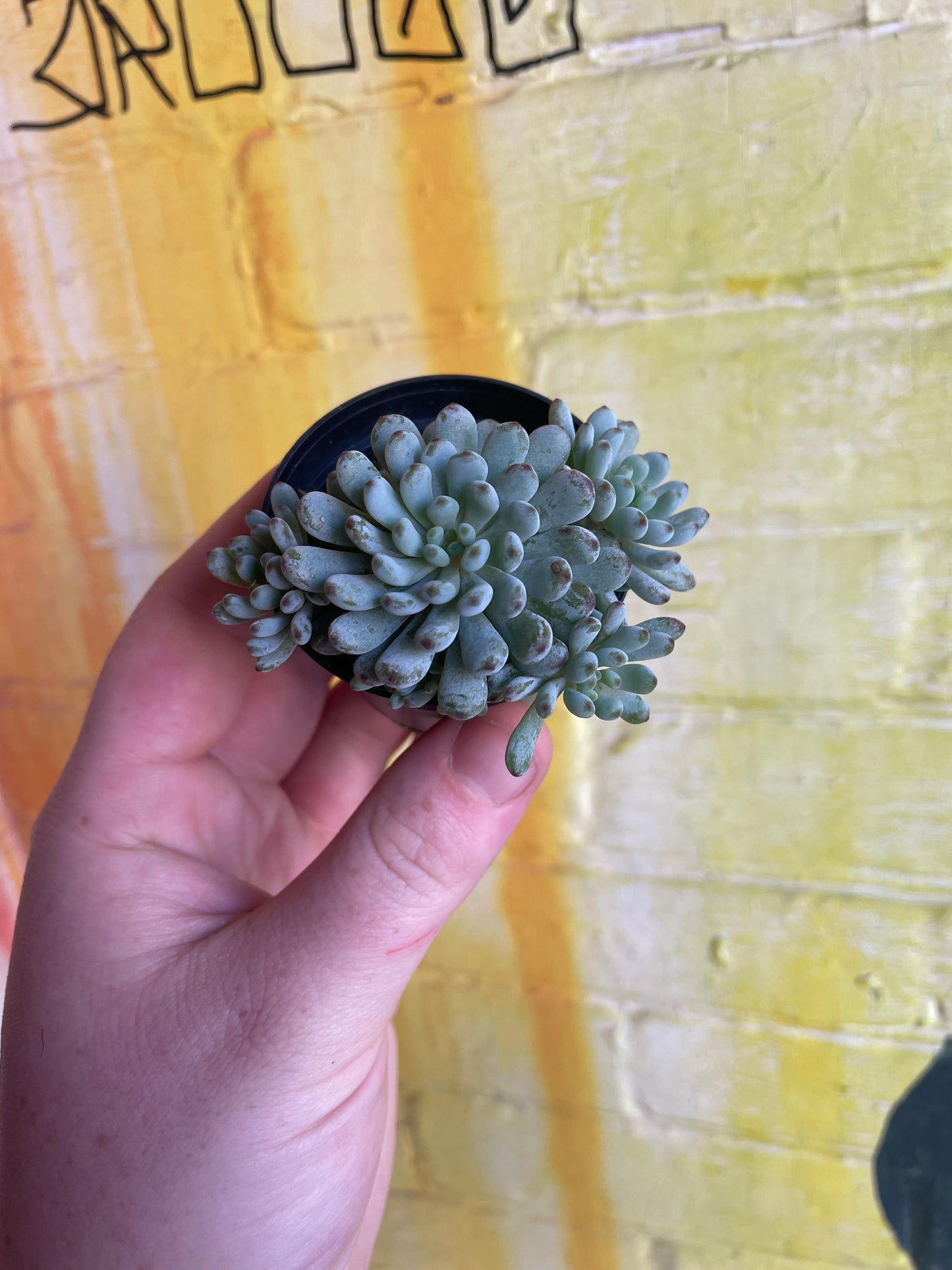 2.5” Graptopetalum Pachyphyllum