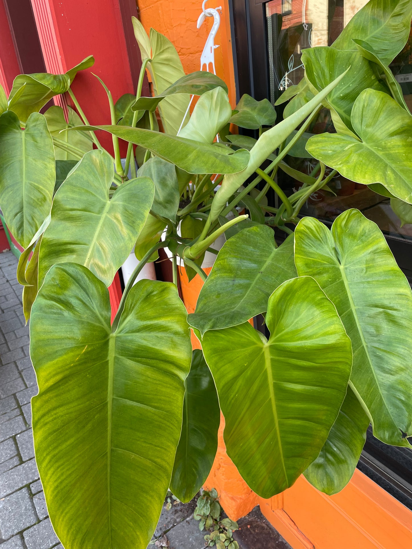 8" Philodendron Jose Buono Hanging Basket