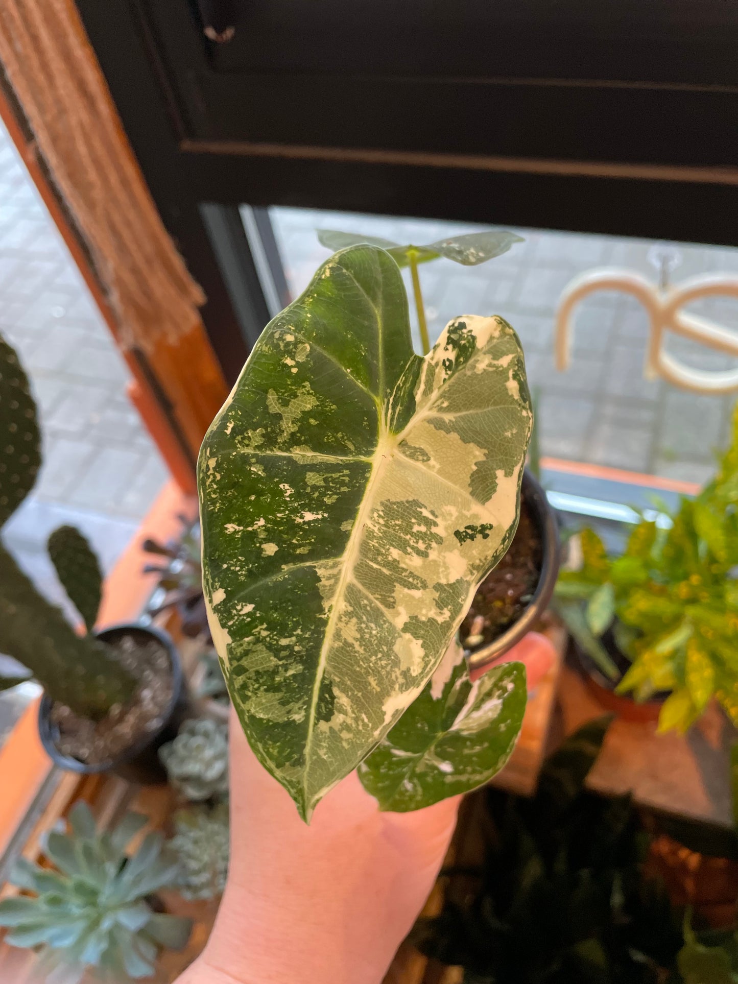 3.5" Alocasia Frydek Variegata (Big)