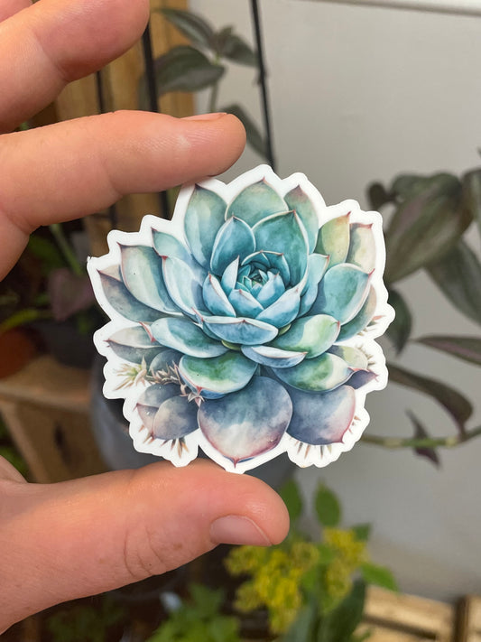 Succulent Sticker