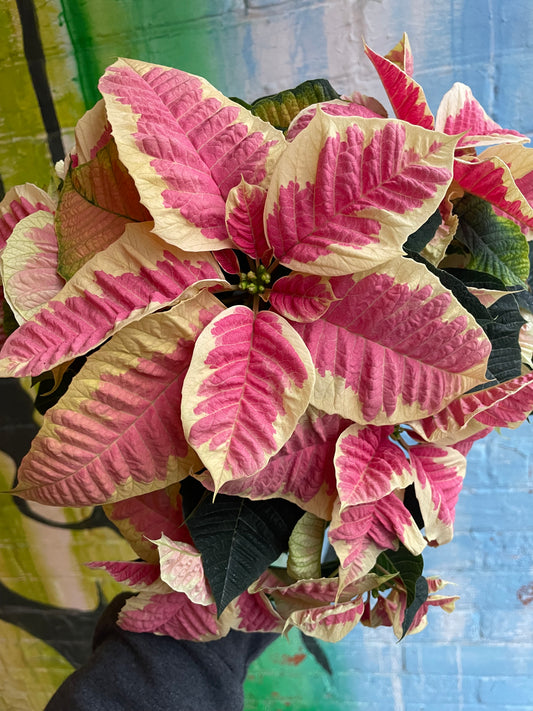 4” Poinsettia Enduring Marble