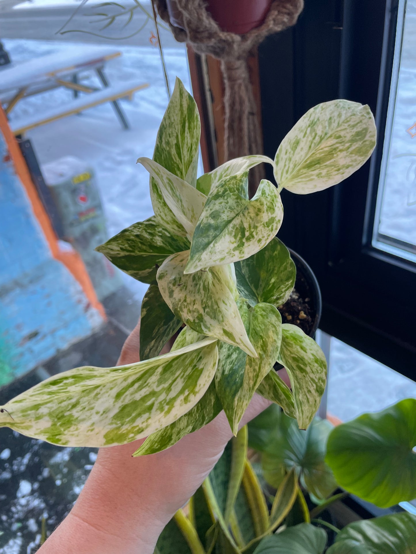 3.5" Pothos Marble Queen