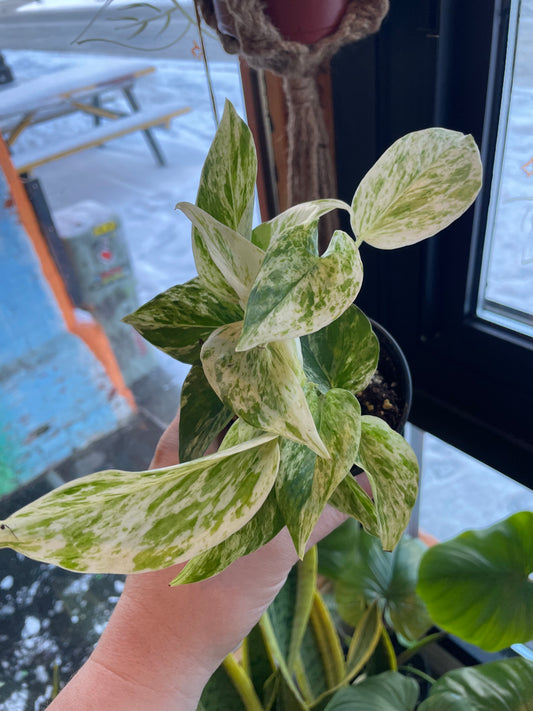 3.5" Pothos Marble Queen