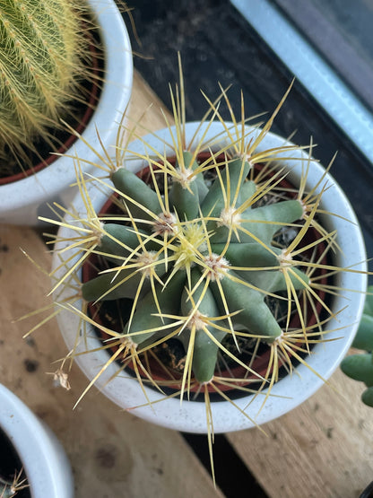 2.5” Ferocactus Glaucesens