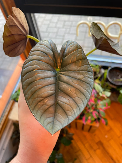 3.5 Alocasia Nebula Imperialis