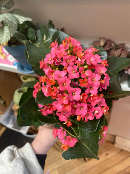 4” Pink Kalanchoe Blossfeldiana